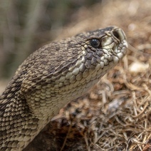 В Оренбуржье змея укусила четырехлетнего ребенка