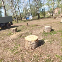 Мэрия Оренбурга не выдавала порубочные билеты на спил деревьев на Красной площади