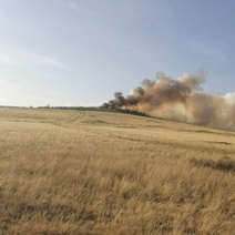 В Оренбуржье по вине 20-летнего парня выгорело около 60 тысяч сосен