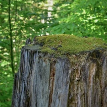 Лесоруб из Тюльгана может лишиться свободы на срок до двух лет