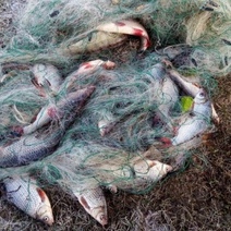 В Оренбуржье задержан очередной рыбак-браконьер