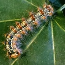 На борьбу с лесными вредителями в Оренбуржье потратят более 46 млн рублей