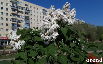 Мэрия Оренбурга проверила, как прижились в городе деревья