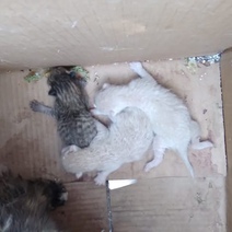 В Оренбурге кто-то запаковал кошку с котятами в коробку и оставил умирать под мостом