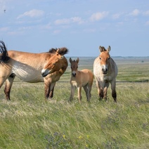 В оренбургском заповеднике родились сразу пять жеребят лошади Пржевальского