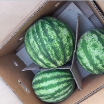 Арбузы можно покупать: Россельхознадзор Оренбуржья контролирует их ввоз в регион