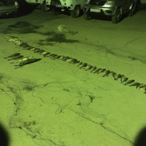 Очередной рыбак-браконьер 