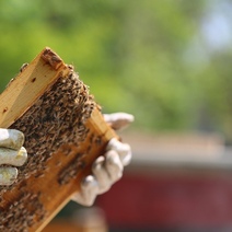 Житель Оренбуржья отсудил у регионального Минприроды почти 2 000 000 рублей за гибель пчел