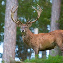 Четверо браконьеров из Бугуруслана выслушали приговор за отстрел оленя