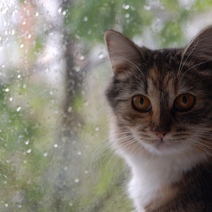 В Оренбуржье ожидаются дождливые выходные