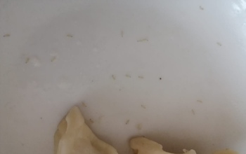 Семья из Медногорска полакомилась пельменями, которые оказались с сюрпризом