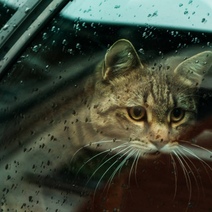 Синоптики снова 