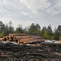 В Оренбуржье незаконно ввезли более 200 кубометров древесины на 5 млн. рублей