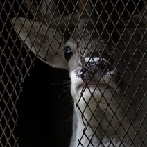 В Оренбурге наказан организатор выставки животных в 