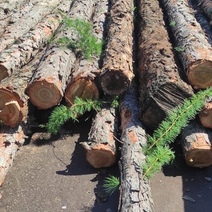 Лесоруб из Бугуруслана рискует 