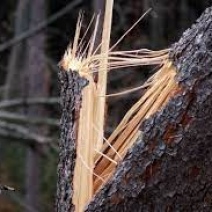 Мэрия Оренбурга заплатит за пострадавший от рухнувшего дерева автомобиль