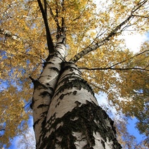 В Оренбуржье экс-директор лесхоза предстанет перед судом за незаконную рубку 275 берез