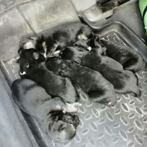 На берегу Сакмары нашли мешок с мертвой собакой и живыми щенками (18+)