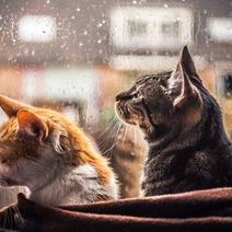 В Оренбуржье ожидается штормовой ветер и крупный град