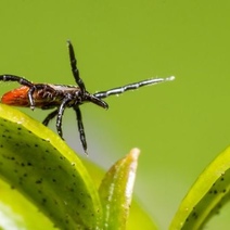 В Оренбуржье еще один человек заразился клещевым энцефалитом