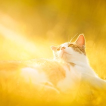 В Оренбуржье индекс ультрафиолетового излучения достигнет опасного значения