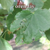 Бабочки непарного шелкопряда добрались и до Оренбурга