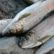 Браконьер из Орска может лишиться свободы на два года