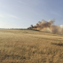 Спалил хвойный лес: ущерб от действий 20-летнего парня составил более 2 млн. рублей