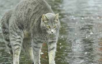 В Оренбуржье сегодня вечером снова обещают град