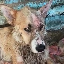 Как поживает пес, которого волонтеры с трудом вытащили из ямы с гудроном