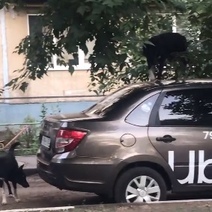 В Оренбурге собаки начали залезать на припаркованные авто