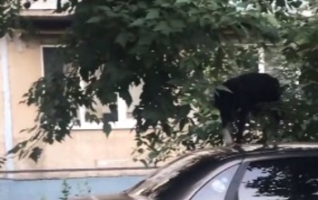 В Оренбурге собаки начали залезать на припаркованные авто