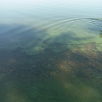 Оренбуржцы обеспокоены изменившимся цветом воды на Ириклинском водохранилище