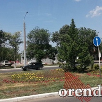 Уже второй год цветы 