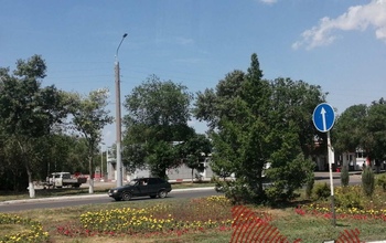 Уже второй год цветы 