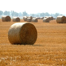 Фермерша из Асекеевского района не считала нужным платить своим работникам