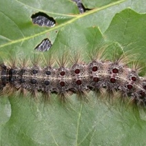 Из-за шелкопряда ООО схлопотало почти 900 000 рублей штрафа