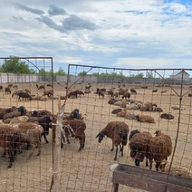 В Оренбуржье тормознули автомобили с примерно семьюстами овцами