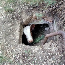 В Оренбуржье несчастный теленок упал в яму и 