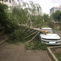В Оренбурге неожиданно начался «деревьепад»