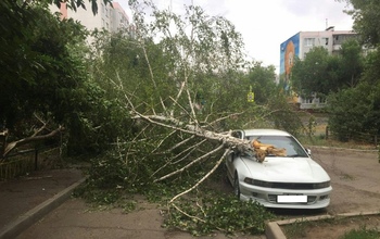 В Оренбурге неожиданно начался «деревьепад»