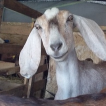 Через Оренбуржье в Казахстан и Киргизию кого только не вывозят, даже фазанов