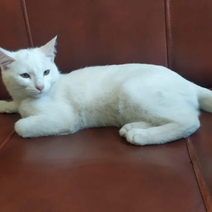 В Оренбурге срочно пристраивают в добрые руки кошку полковника