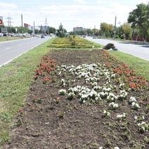 После гибели петуний клумбы в Оренбурге засыплют мраморной крошкой