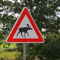 В Гае автоледи повстречалась на дороге с двуногим 