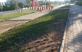 Так кто настоящий виновник гибели цветов на клумбах Оренбурга?
