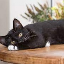 В Новотроицке гастарбайтер сломал кошке таз на глазах у детей