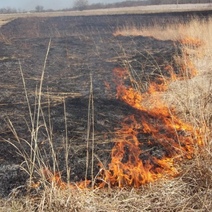 В Первомайском районе выгорело 500 квадратных метров сухой травы