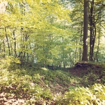 В Грачевском районе в лесу пропали две школьницы и мужчина