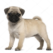 Сотрудницу Минтруда Оренбуржья обманули при покупке собаки